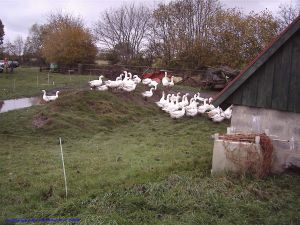 Gänse auf dem Hof Freiberg